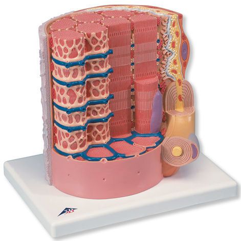 Muscle fiber anatomical model B60 3B Scientific