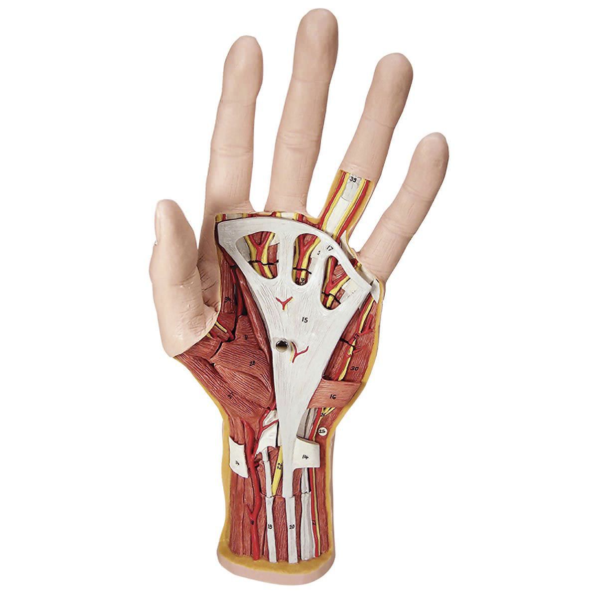 Hand anatomical model M18 3B Scientific