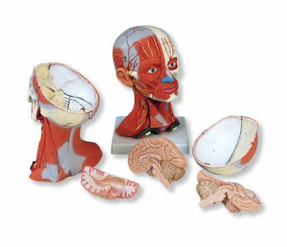 Muscular anatomical model C05 3B Scientific